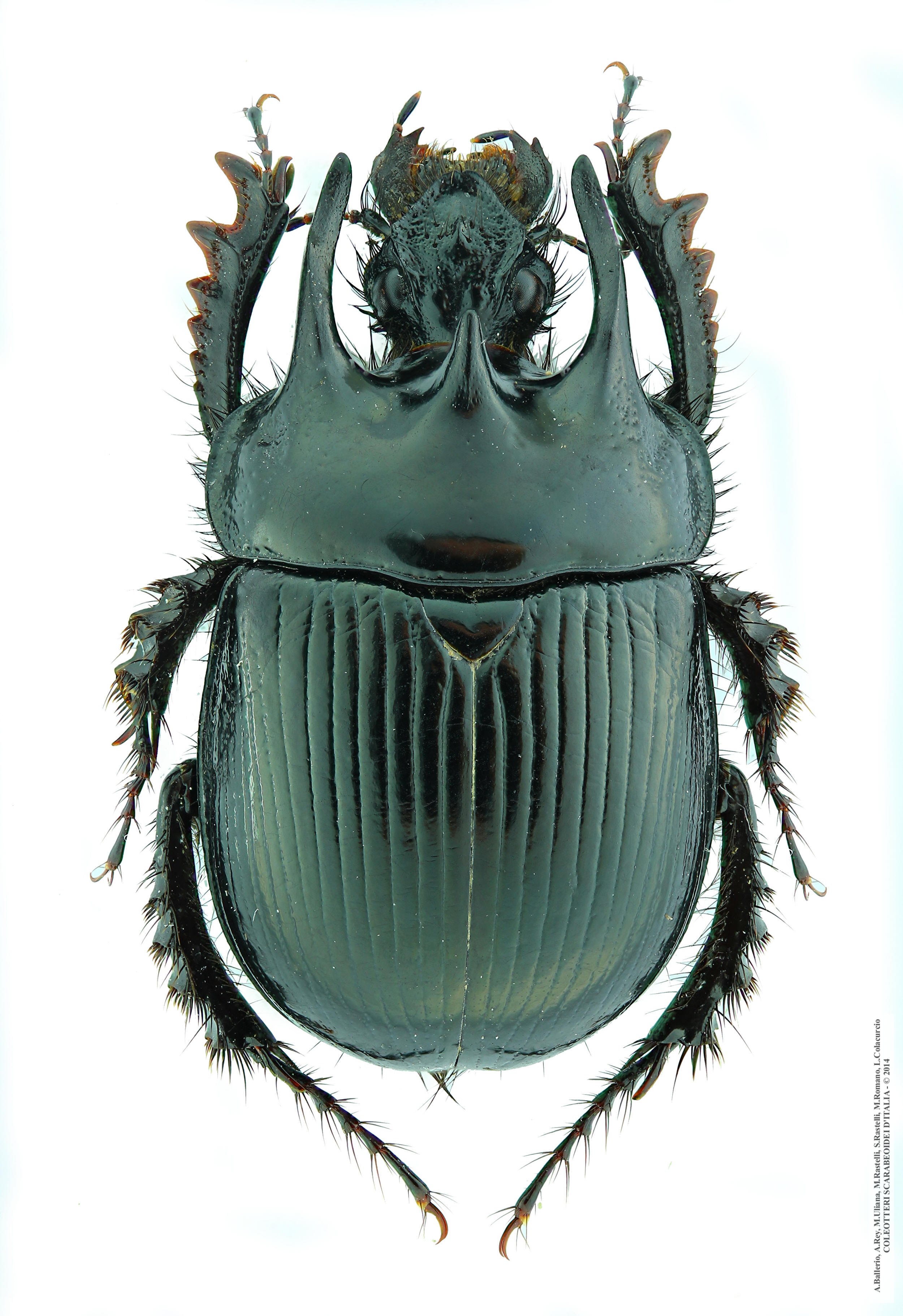 Typhaeus typhoeus, maschio 